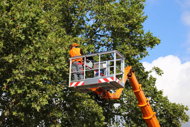 Pittsboro, NC Tree Services Company